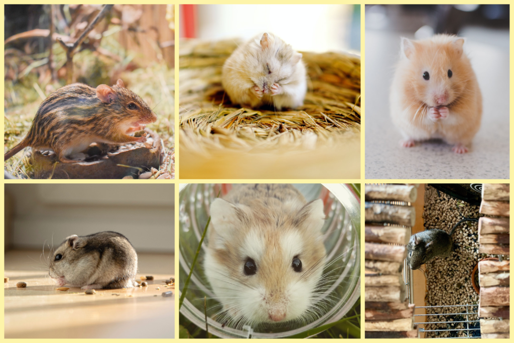 En tamråtta, tammus, guldhamster, dvärghamster, gerbil och degu.